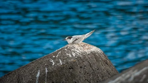 Resting seagull in the afternoon, Magic Lantern RAW video Stock Footage 42575801
