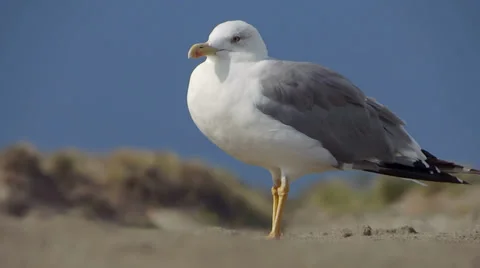 Resting seagull Video stock 33488732