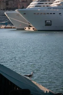 Resting seagull Stock Photos