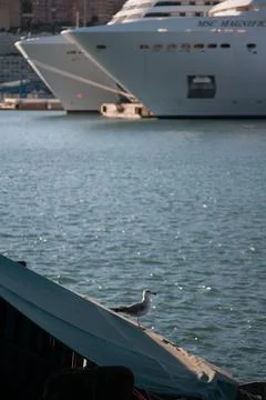 Resting seagull Stock Photos