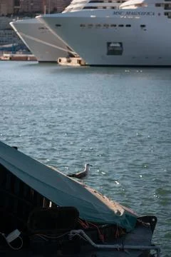 Resting seagull Stock Photos