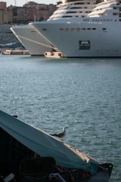 Resting seagull Stock Photos