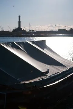 Resting seagull Stock Photos