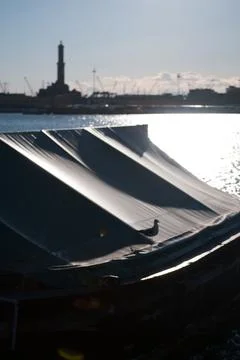 Resting seagull Stock Photos