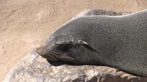 Resting seal Stock Footage 12146916