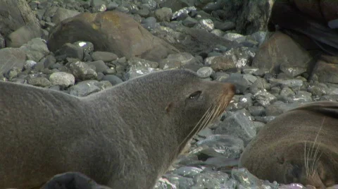 Resting Seals Stock-Footage 329027