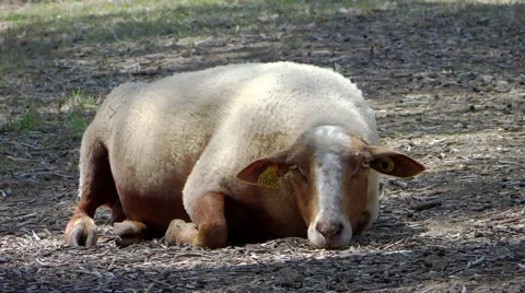 Resting sheep 스톡 동영상 41381461