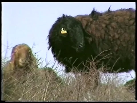 Resting Sheep Stock Footage 340541916
