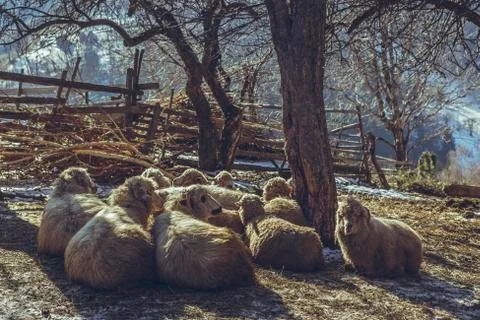 Resting sheep Stock Photos
