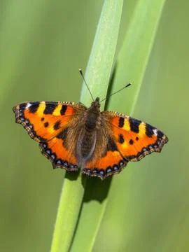 Resting Small tortoiseshell butterfly Stock Photos