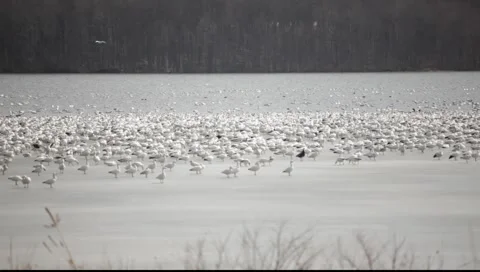 Resting Snow Geese 스톡 동영상 5701211