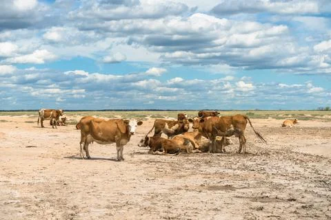 Resting space for a herd of red cows in russian steppe Stock Photos