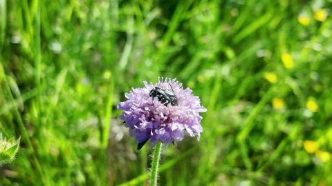 Resting Spot of the Spotted Beetle Stock Footage 309692111