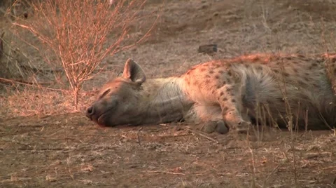 Resting Spotted Hyena in the sun Stock Footage 8568579