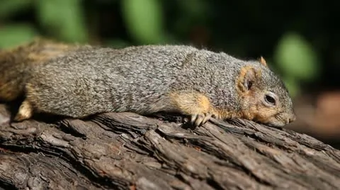 Resting squirrel Stock Footage 21263454