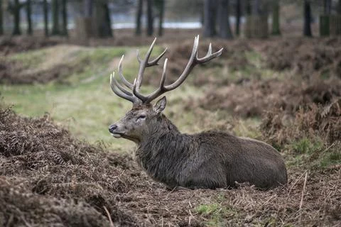 Resting stag Stock-Fotos