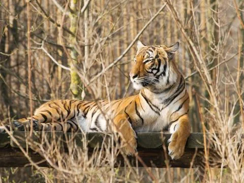 Resting sumatran tiger Stock Photos