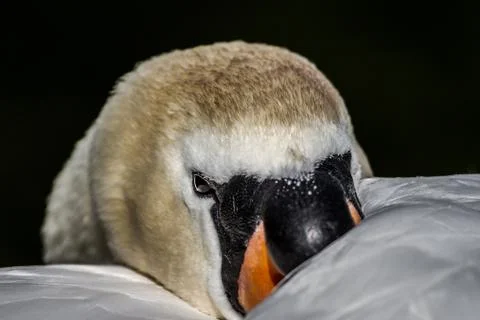 Resting swan Stock Photos