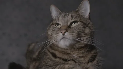 Resting tabby cat posing in art deco interior Stock Footage 146979647