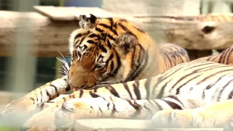 Resting Tiger in Enclosure. Stock Footage 305861958