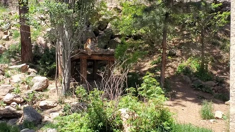 Resting Tiger 動画素材 111193931