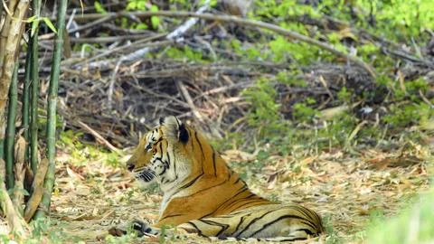 A resting tiger lying on the grass Stock Photos