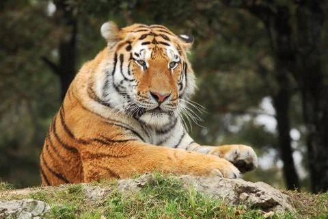 Resting tiger. Stock Photos