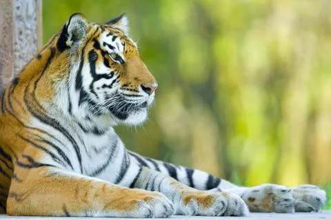 Resting tiger Stock Photos
