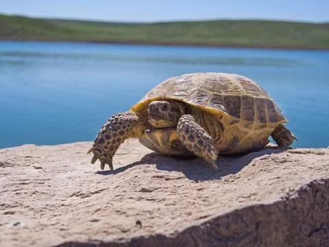 Resting tortoise Stock Photos