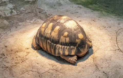 Resting tortoise Stock Photos