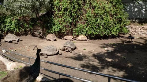 Resting Tortoises Basking in Sunlight at Madrid Zoo Enclosure Stock-Footage 333665380