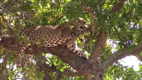Resting tree leopard Stock Footage 94077769