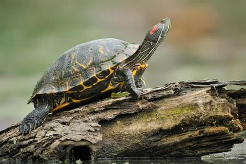 Resting turtle at Brazos Bend State Park, Texas, United States of America Stock Photos