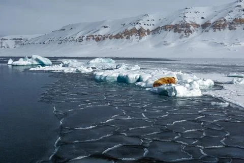 A resting walrus Foto stock
