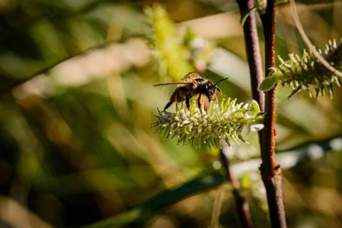 Resting wasp Foto stock