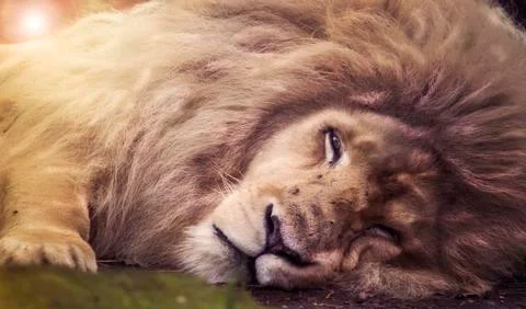 Resting white lion Stock Photos