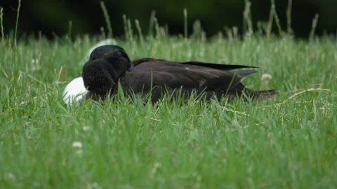 Resting Wild Duck Relaxing in Lush Green Grass Outdoors 4K Wildlife Footage Stock Footage 336980923