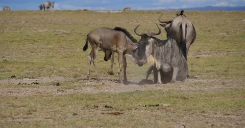 Resting Wildebeest Stock Footage 60604027