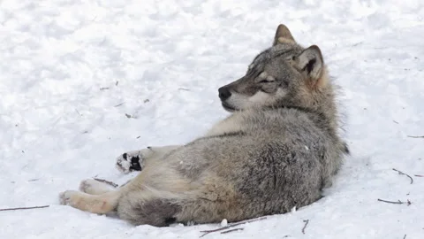 Resting wolf lying on snowy ground in forest Video stock 300422698