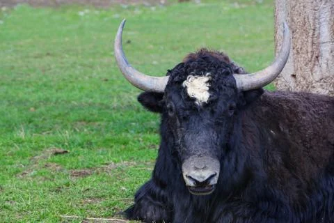 Resting yak Stock Photos