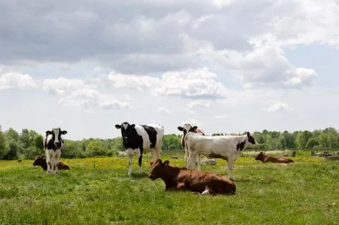 Resting young cows Stock Photos