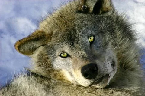 Resting young gray wolf Foto stock