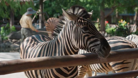 Resting zebra displays striking black and white stripes. Serene zebra peacefully Stock Footage 330155591