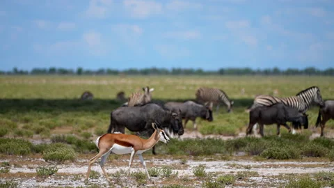 Resting Zebra with Grazing Zebras, Wildebeests, and Springboks in Savanna. Stock Footage 313560791