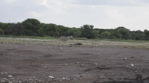 Resting zebra on the ground; partner licks its ears — Part 45 스톡 동영상 320846394