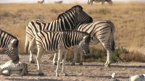 Resting zebra herd Video stock 12133213