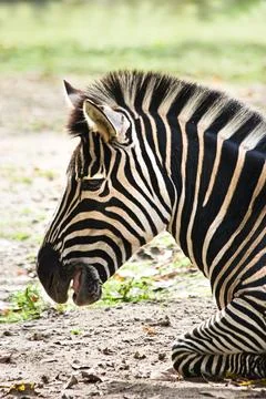 Resting zebra 스톡 사진
