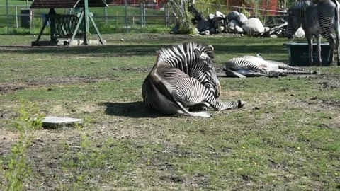 Resting Zebra w Zoom Stock Footage 196011061