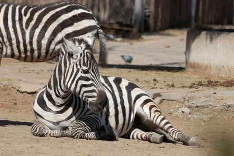 Resting Zebra in Warm Sunlight Foto stock