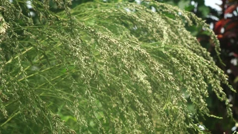 Restio paniculatus blowing in the wind Video stock 272589220